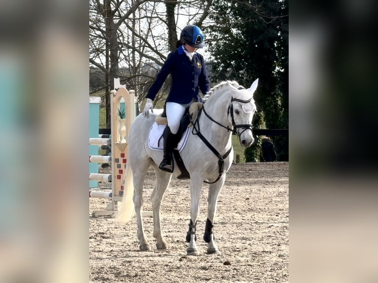 Connemara Stute 14 Jahre 149 cm Schimmel in Roma