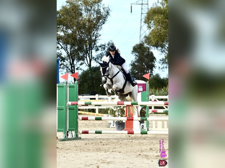 Connemara Stute 14 Jahre 149 cm Schimmel in Roma