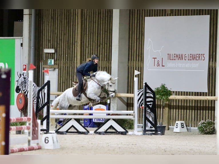 Connemara Stute 14 Jahre 151 cm Blauschimmel in Bogaarden