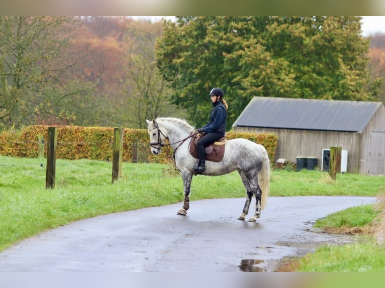 Connemara Stute 14 Jahre 151 cm Blauschimmel in Bogaarden