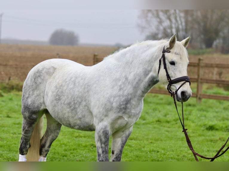 Connemara Stute 14 Jahre 151 cm Blauschimmel in Bogaarden