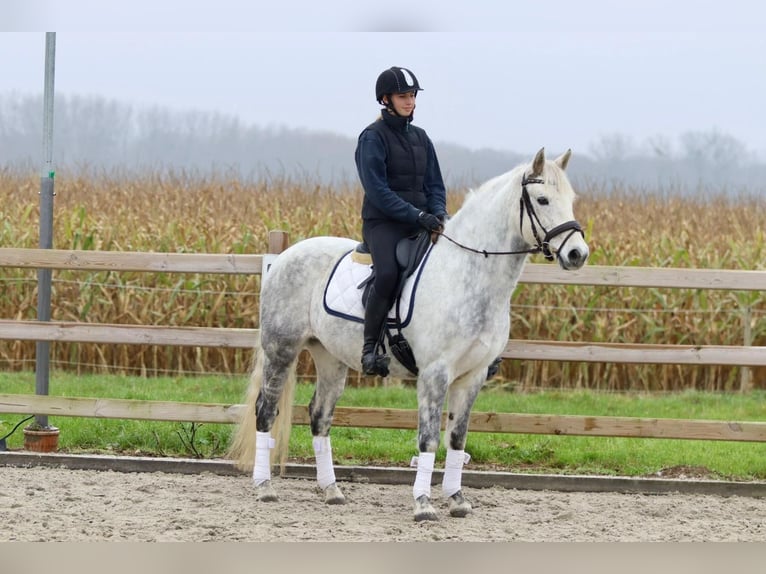 Connemara Stute 14 Jahre 151 cm Blauschimmel in Bogaarden