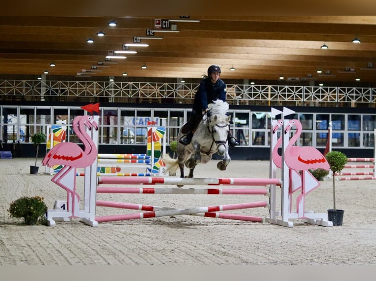 Connemara Stute 14 Jahre 151 cm Blauschimmel in Bogaarden