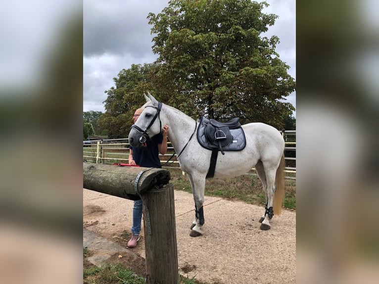 Connemara Stute 14 Jahre 155 cm Schimmel in Saarlouis
