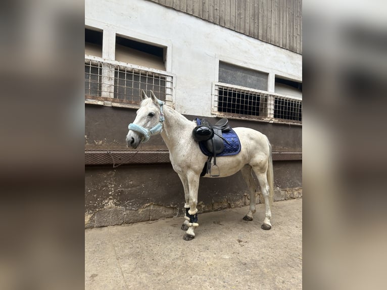 Connemara Stute 14 Jahre 155 cm Schimmel in Saarlouis