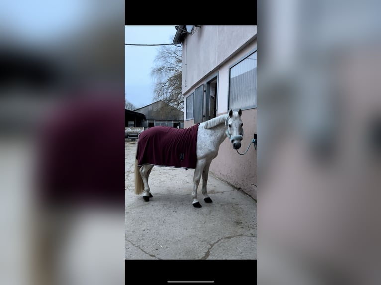 Connemara Stute 14 Jahre 155 cm Schimmel in Saarlouis
