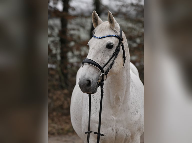 Connemara Stute 14 Jahre 155 cm Schimmel in Saarlouis