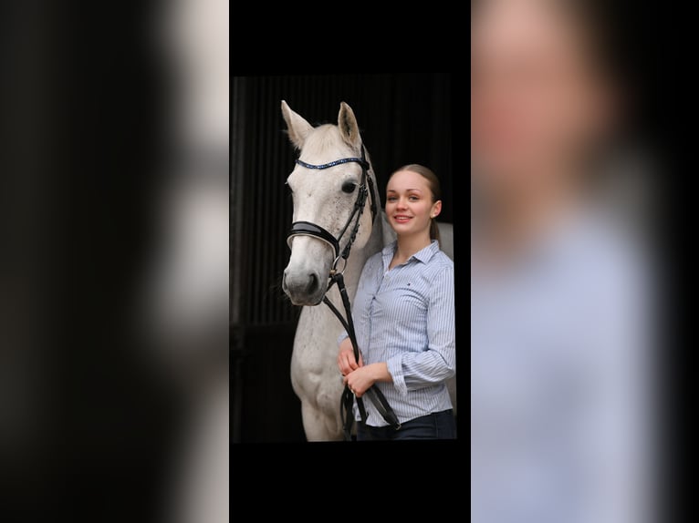 Connemara Stute 14 Jahre 155 cm Schimmel in Saarlouis