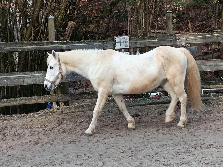 Connemara Mix Stute 15 Jahre 144 cm Schimmel in Engelskirchen