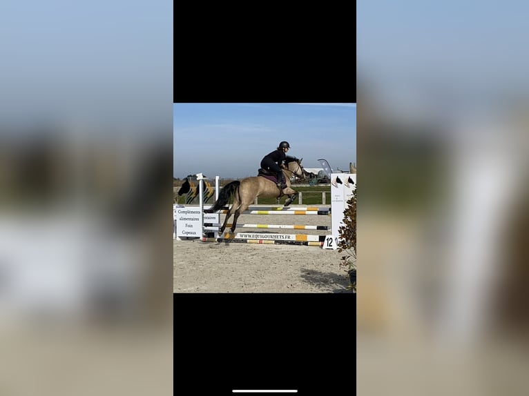 Connemara Stute 15 Jahre 146 cm Falbe in Coulommiers