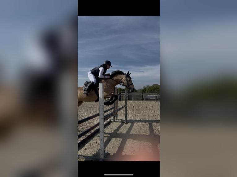 Connemara Stute 15 Jahre 146 cm Falbe in Coulommiers