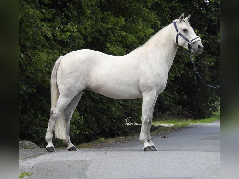 Connemara Stute 15 Jahre 146 cm Schimmel in Verl