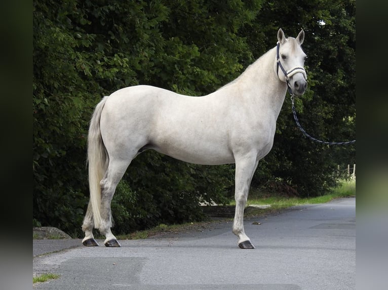 Connemara Stute 15 Jahre 146 cm Schimmel in Verl