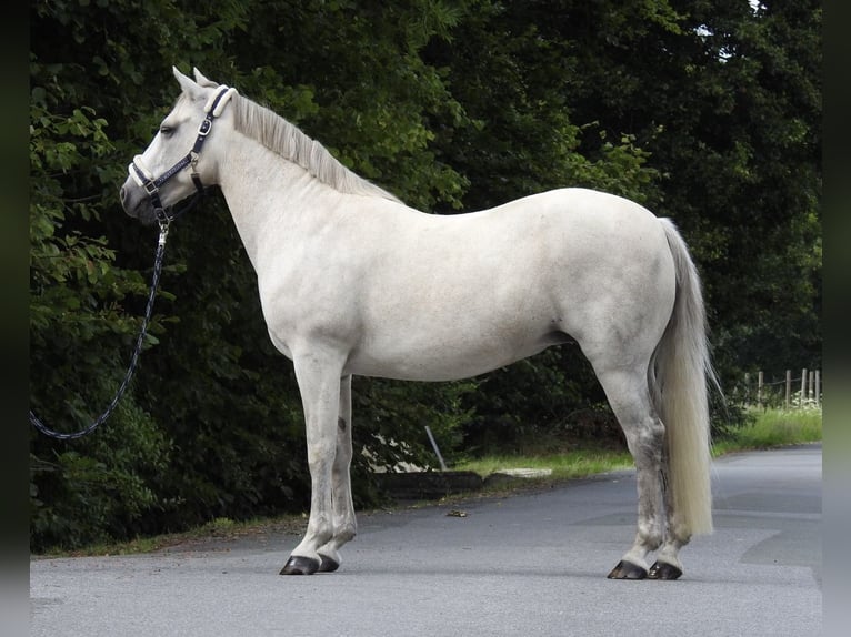 Connemara Stute 15 Jahre 146 cm Schimmel in Verl