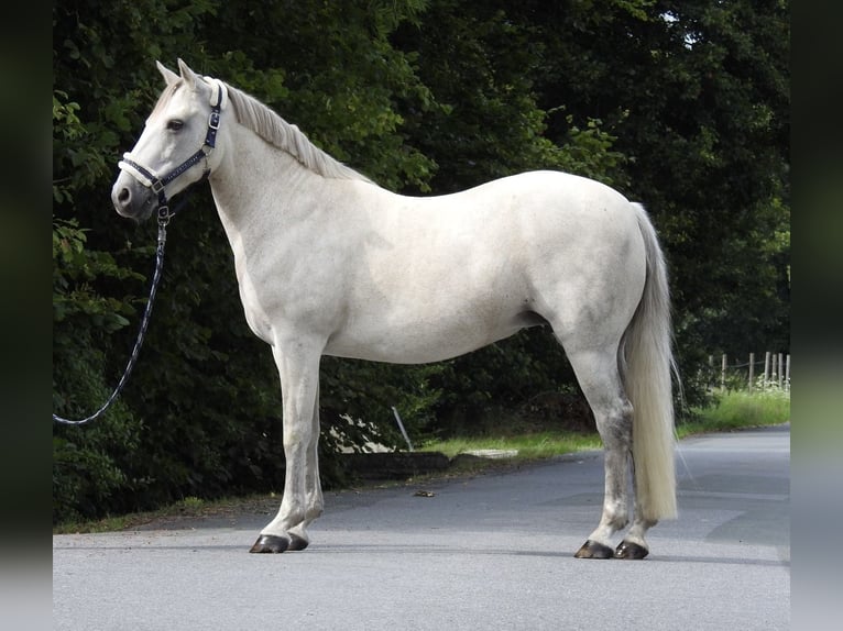 Connemara Stute 15 Jahre 146 cm Schimmel in Verl
