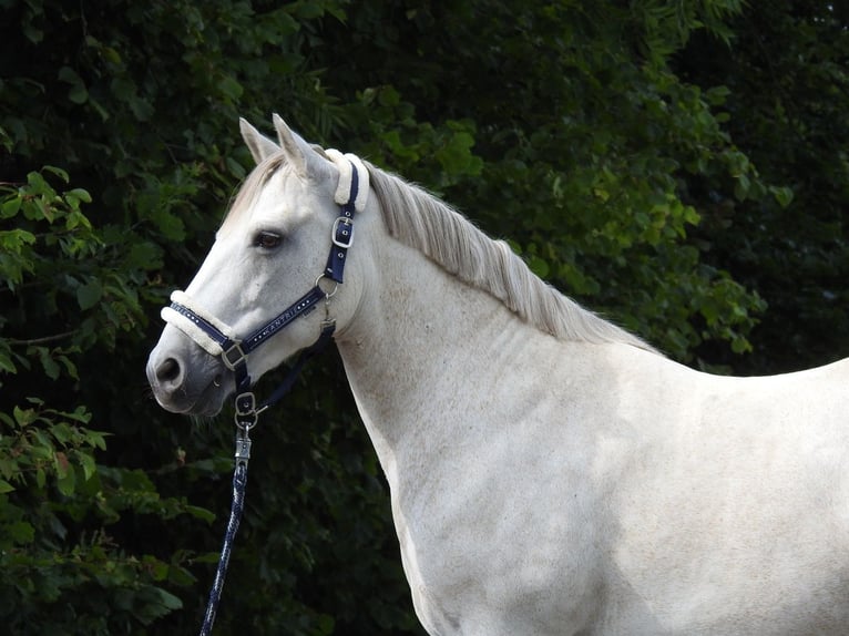 Connemara Stute 15 Jahre 146 cm Schimmel in Verl