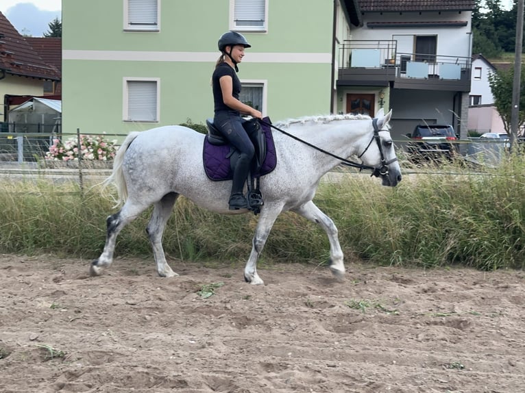 Connemara Stute 15 Jahre 147 cm Schimmel in Lisberg