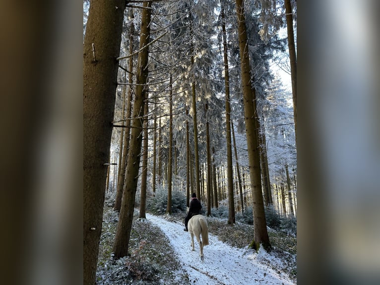 Connemara Stute 15 Jahre 148 cm  in Illmensee