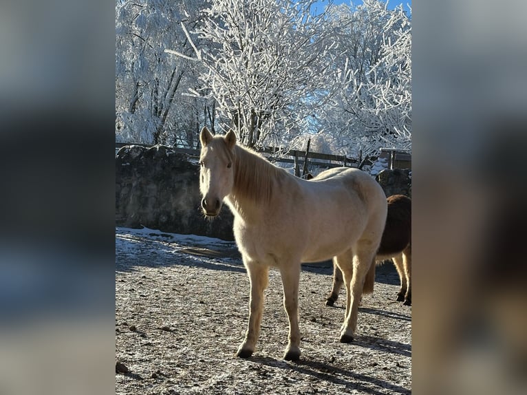 Connemara Stute 15 Jahre 148 cm  in Illmensee