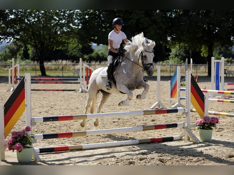 Connemara Stute 15 Jahre 148 cm Schimmel in Altenstadt