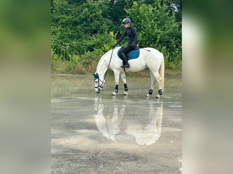 Connemara Stute 15 Jahre 148 cm Schimmel in Weiler bei Bingen