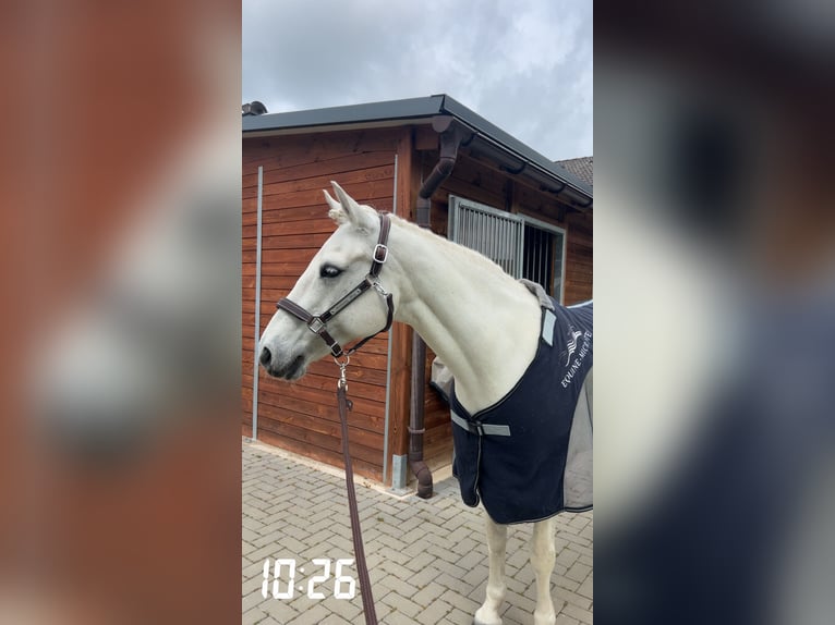 Connemara Stute 15 Jahre 148 cm Schimmel in Weiler bei Bingen