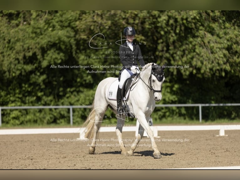Connemara Stute 15 Jahre 148 cm Schimmel in Weiler bei Bingen
