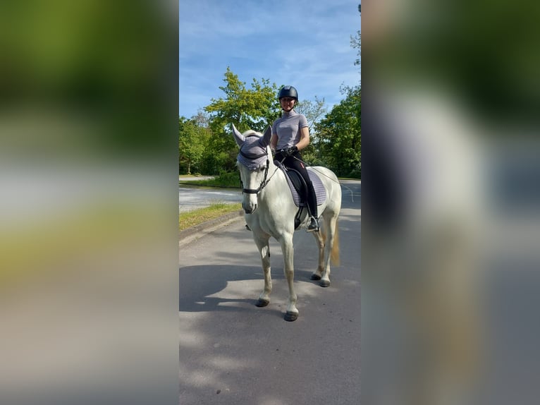 Connemara Stute 15 Jahre 148 cm Schimmel in Weiler bei Bingen