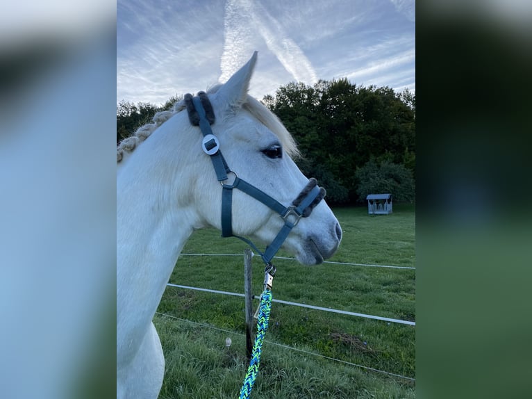 Connemara Stute 15 Jahre 148 cm Schimmel in Weiler bei Bingen