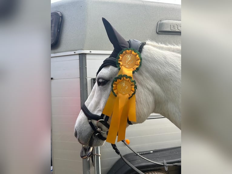 Connemara Stute 15 Jahre 148 cm Schimmel in Weiler bei Bingen