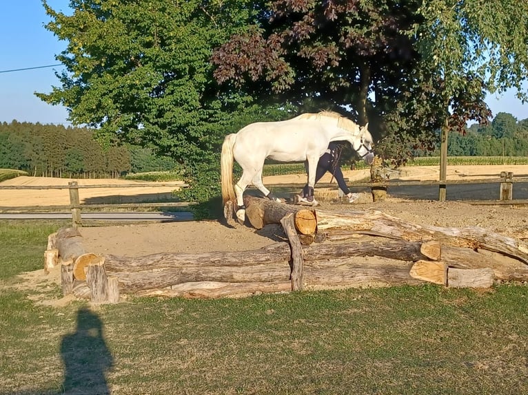 Connemara Stute 15 Jahre 148 cm Schimmel in Pentling