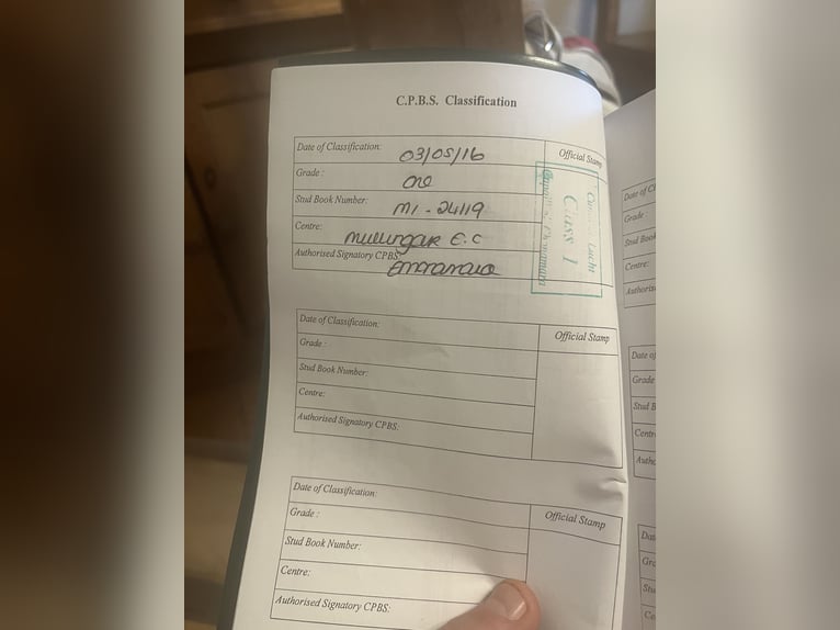 Connemara Stute 15 Jahre 148 cm Schimmel in Sligo