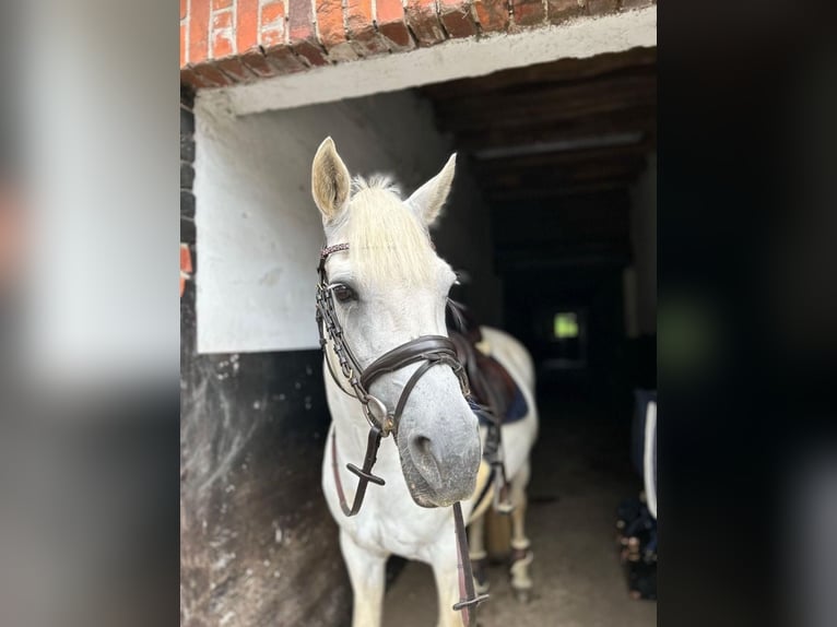 Connemara Stute 15 Jahre 148 cm Schimmel in Gütersloh