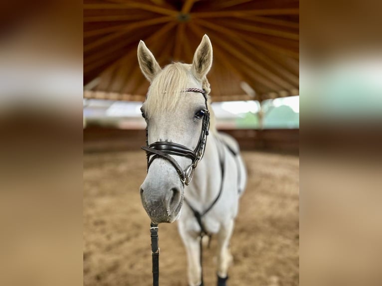 Connemara Stute 15 Jahre 148 cm Schimmel in Gütersloh