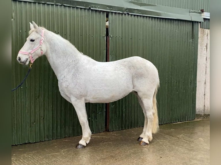 Connemara Stute 15 Jahre 148 cm Schimmel in Sligo
