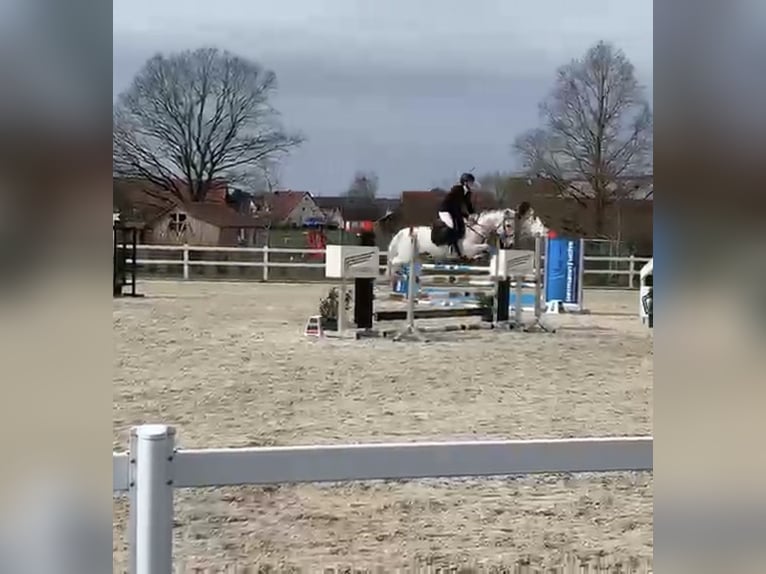 Connemara Stute 15 Jahre 148 cm Schimmel in Nördlingen