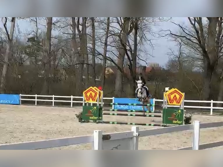 Connemara Stute 15 Jahre 148 cm Schimmel in Nördlingen