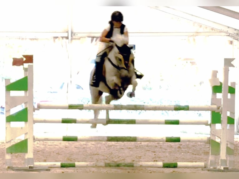 Connemara Stute 15 Jahre 149 cm Schimmel in Roma