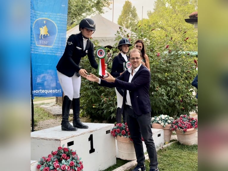 Connemara Stute 15 Jahre 149 cm Schimmel in Roma