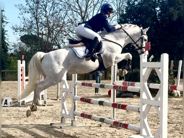 Connemara Stute 15 Jahre 149 cm Schimmel in Roma