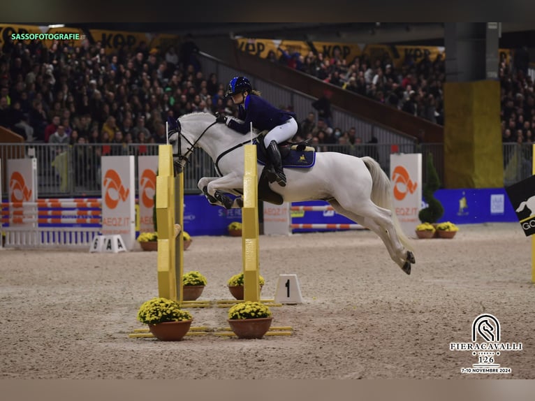Connemara Stute 15 Jahre 149 cm Schimmel in Roma
