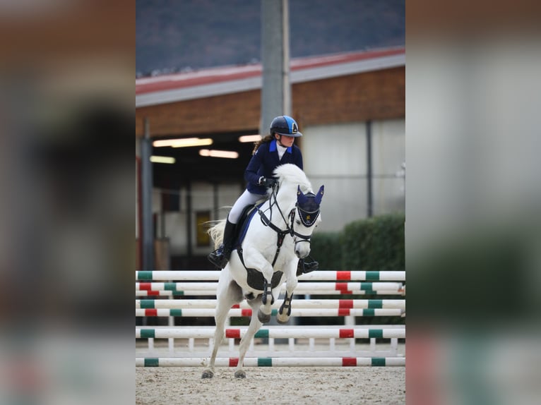 Connemara Stute 15 Jahre 149 cm Schimmel in Roma