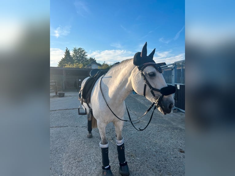 Connemara Stute 15 Jahre 150 cm Schimmel in Frechen