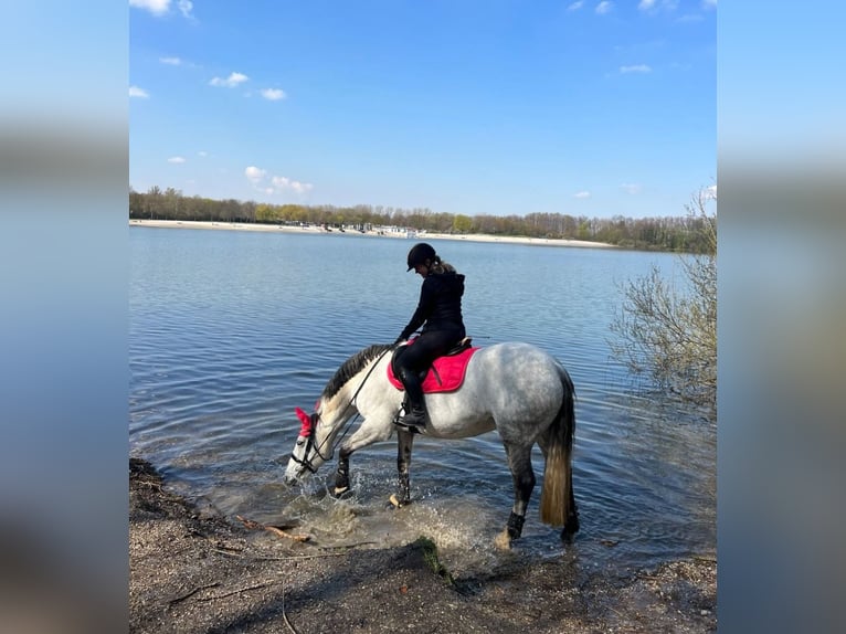 Connemara Stute 15 Jahre 150 cm Schimmel in Frechen
