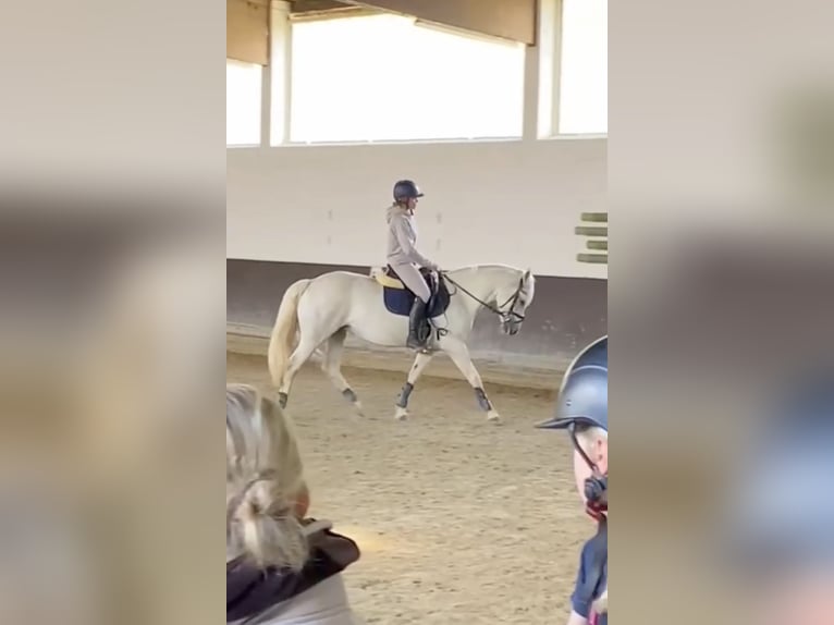 Connemara Stute 15 Jahre 152 cm Schimmel in Gütersloh