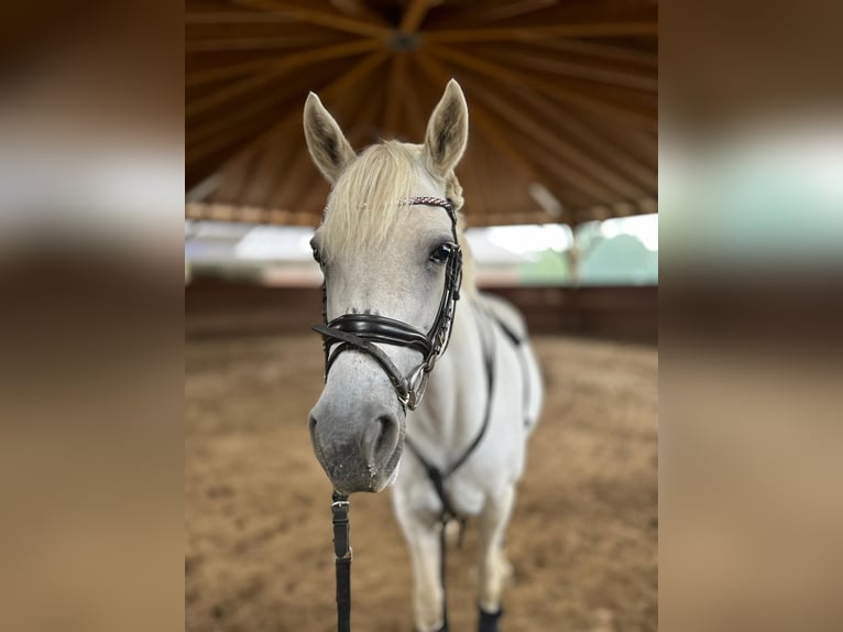 Connemara Stute 15 Jahre 152 cm Schimmel in Gütersloh