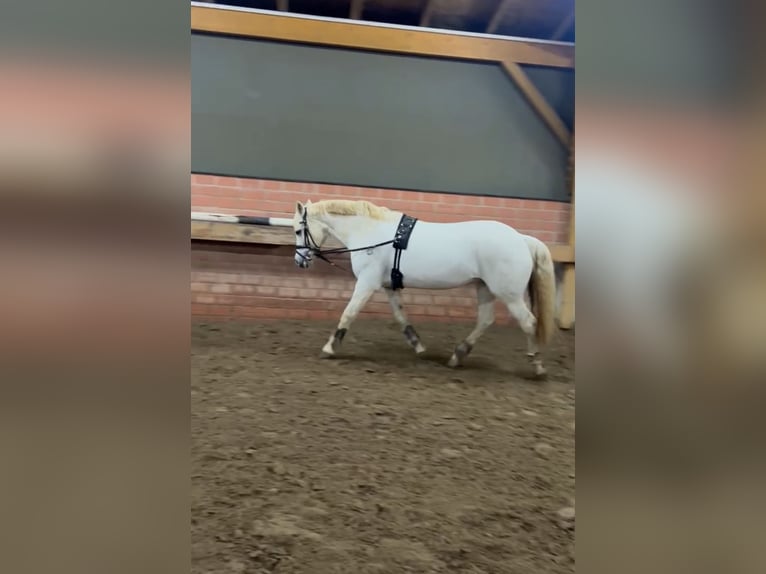 Connemara Stute 15 Jahre 152 cm Schimmel in Gütersloh