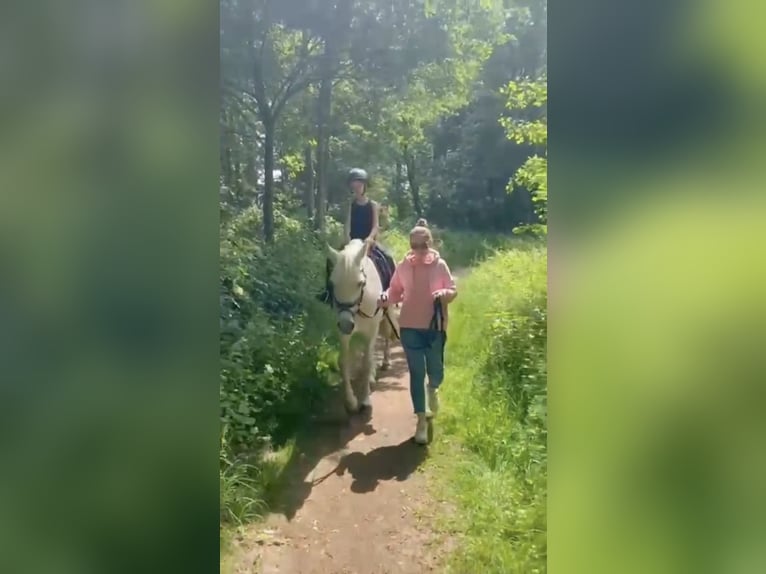 Connemara Stute 15 Jahre 152 cm Schimmel in Gütersloh