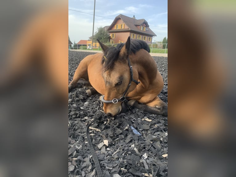 Connemara Mix Stute 16 Jahre 145 cm Falbe in Luzern