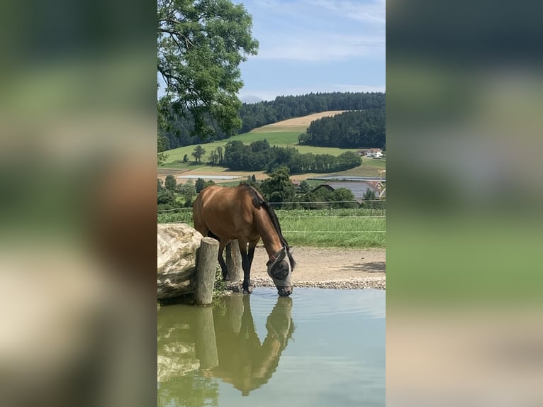 Connemara Mix Stute 16 Jahre 145 cm Falbe in Luzern